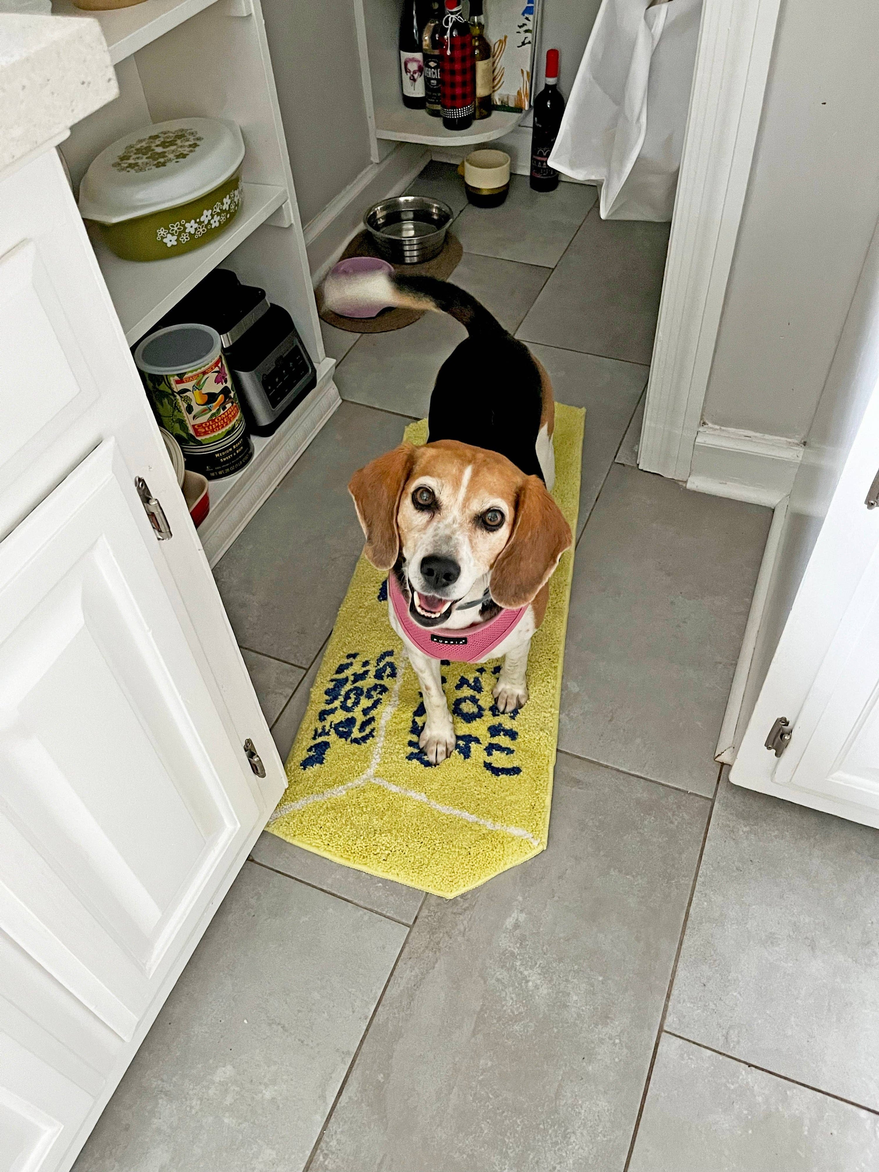 Butter Rug with beagle standing on top