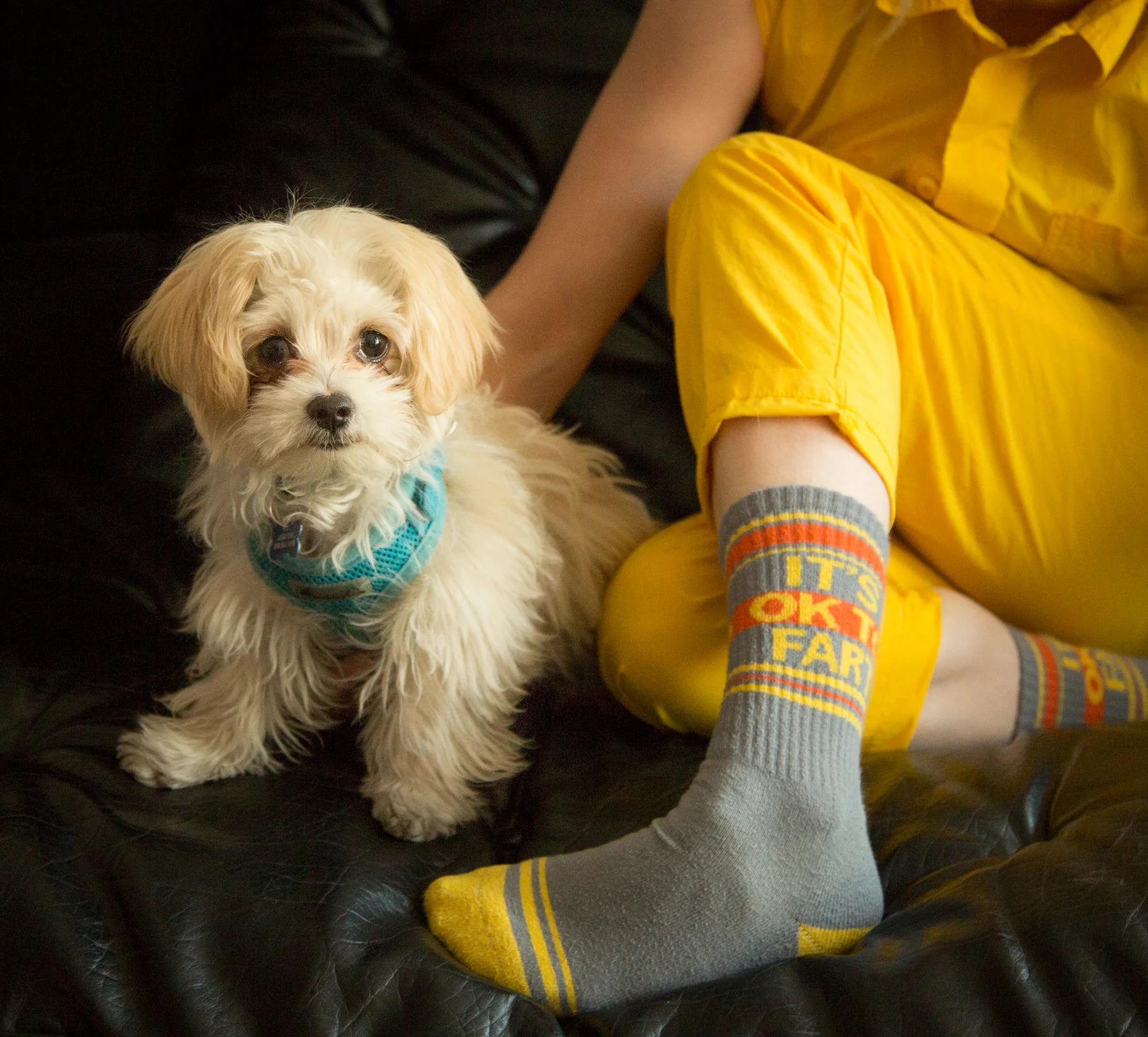 Small white dog wearing a blue sweater sitting on a person's lap with colorful socks.