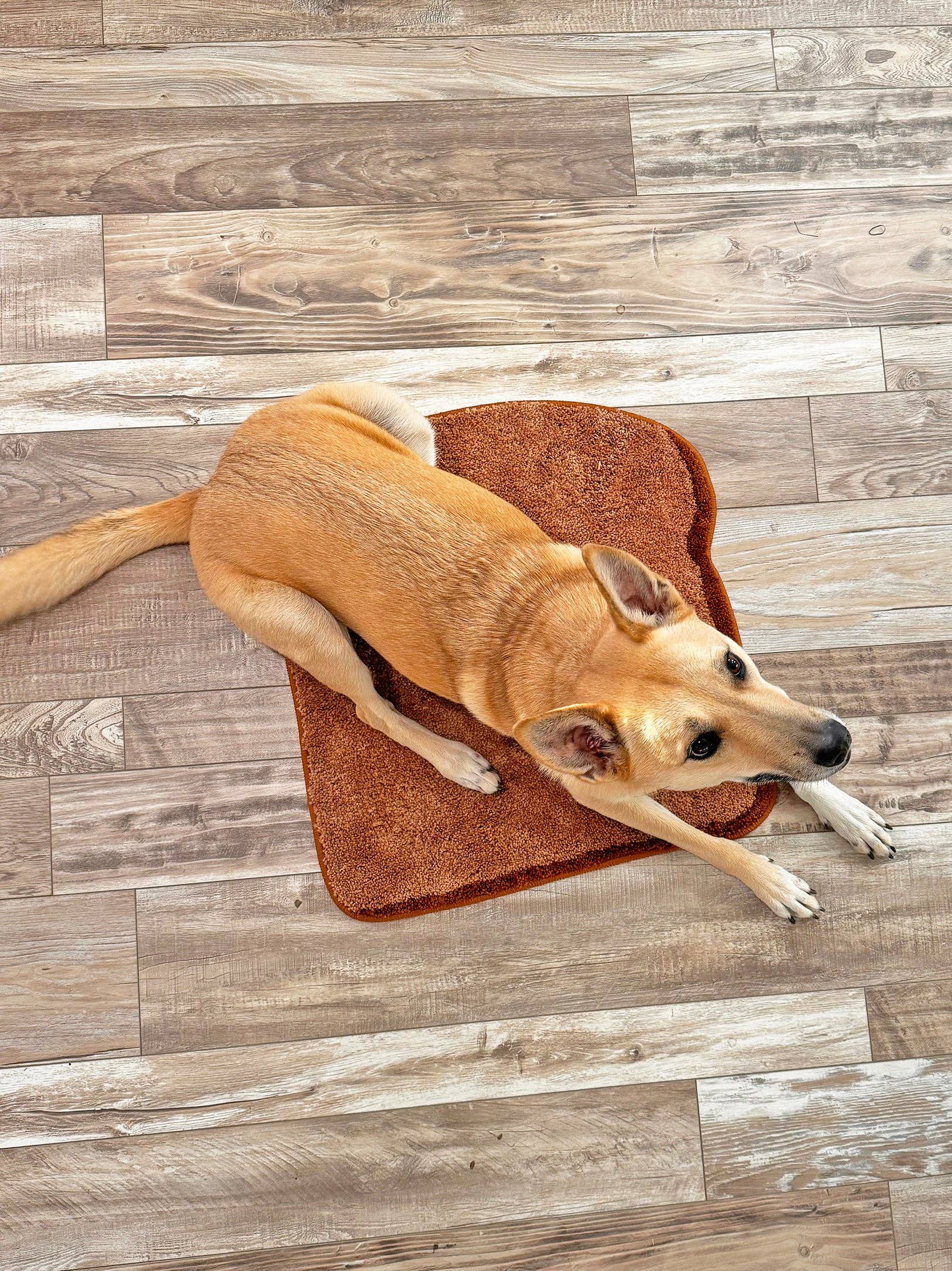 Dog lying on a brown towel on a wooden floor