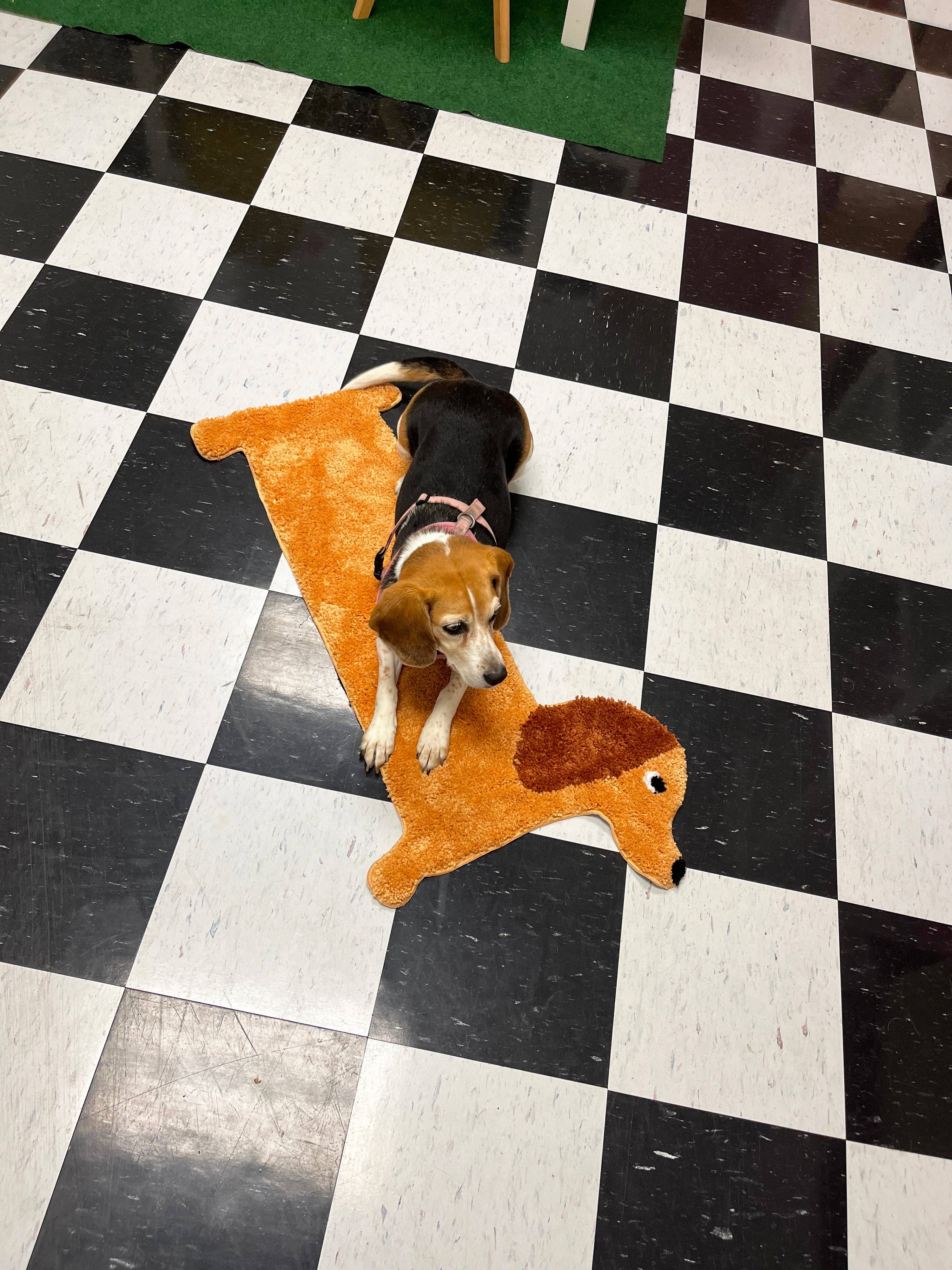 Dog sitting on a fish-shaped rug on a checkered floor