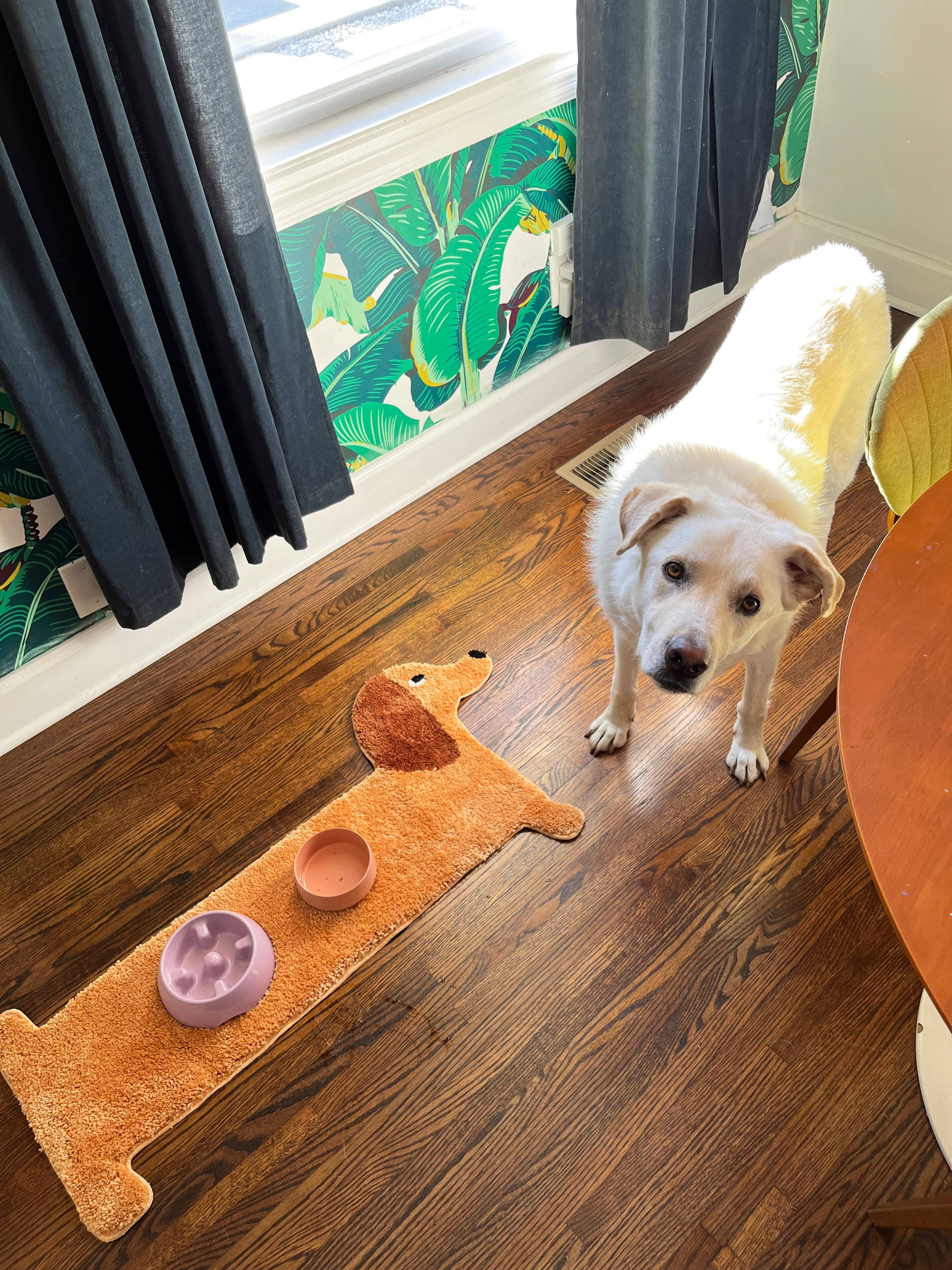 Dog standing on a wooden floor next to a long, dog-shaped rug with a pink bowl on it.