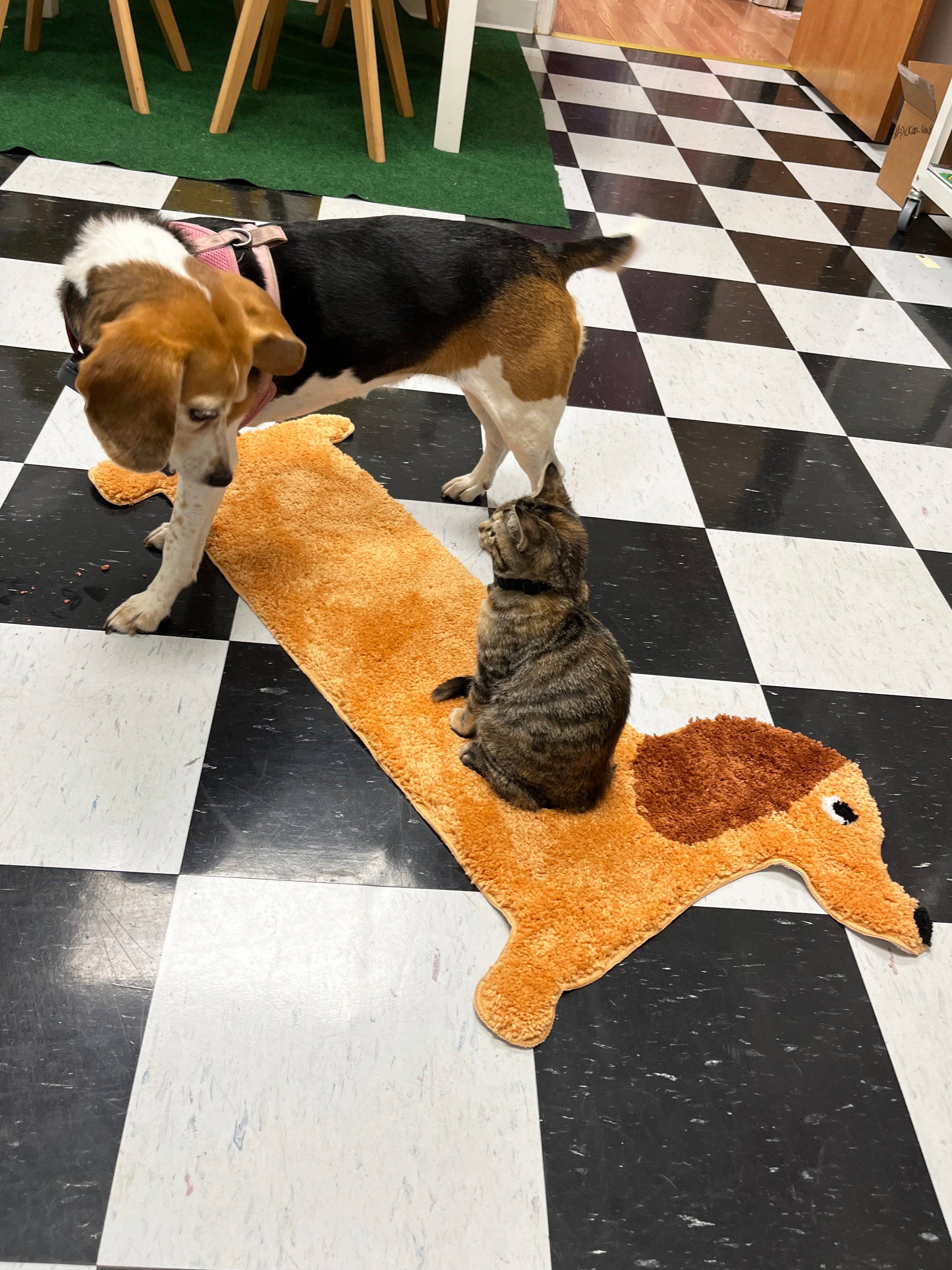 Dog and cat on a dog-shaped rug in a room with checkered floor