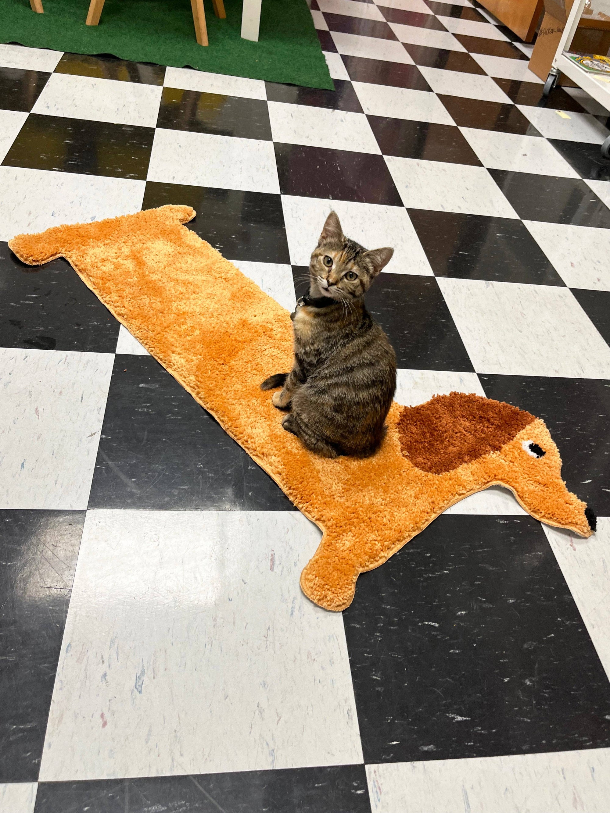 Cat sitting on a dog-shaped rug with a checkered floor in the background