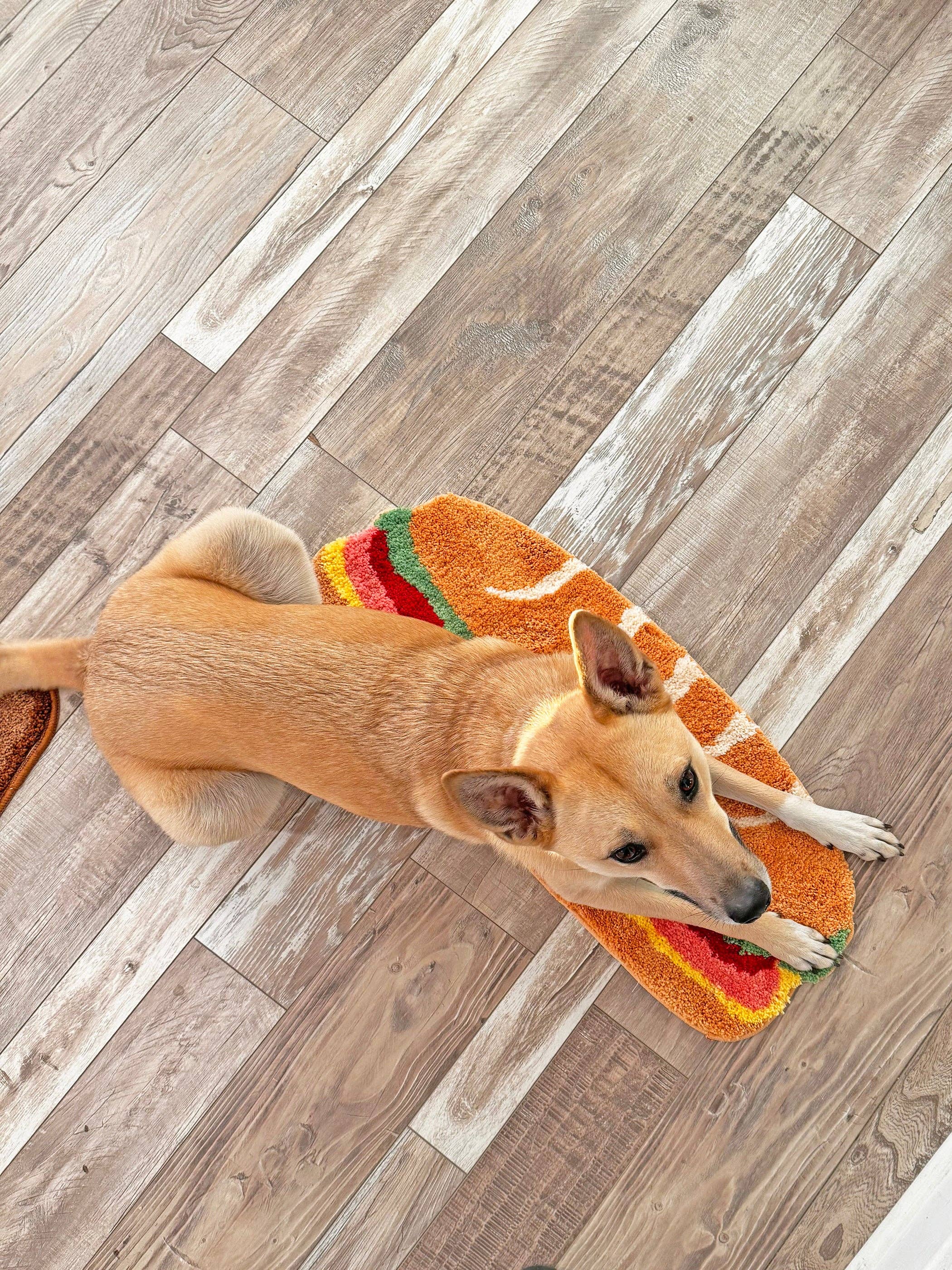 Dog playing with a toy shaped like a taco on a wooden floor