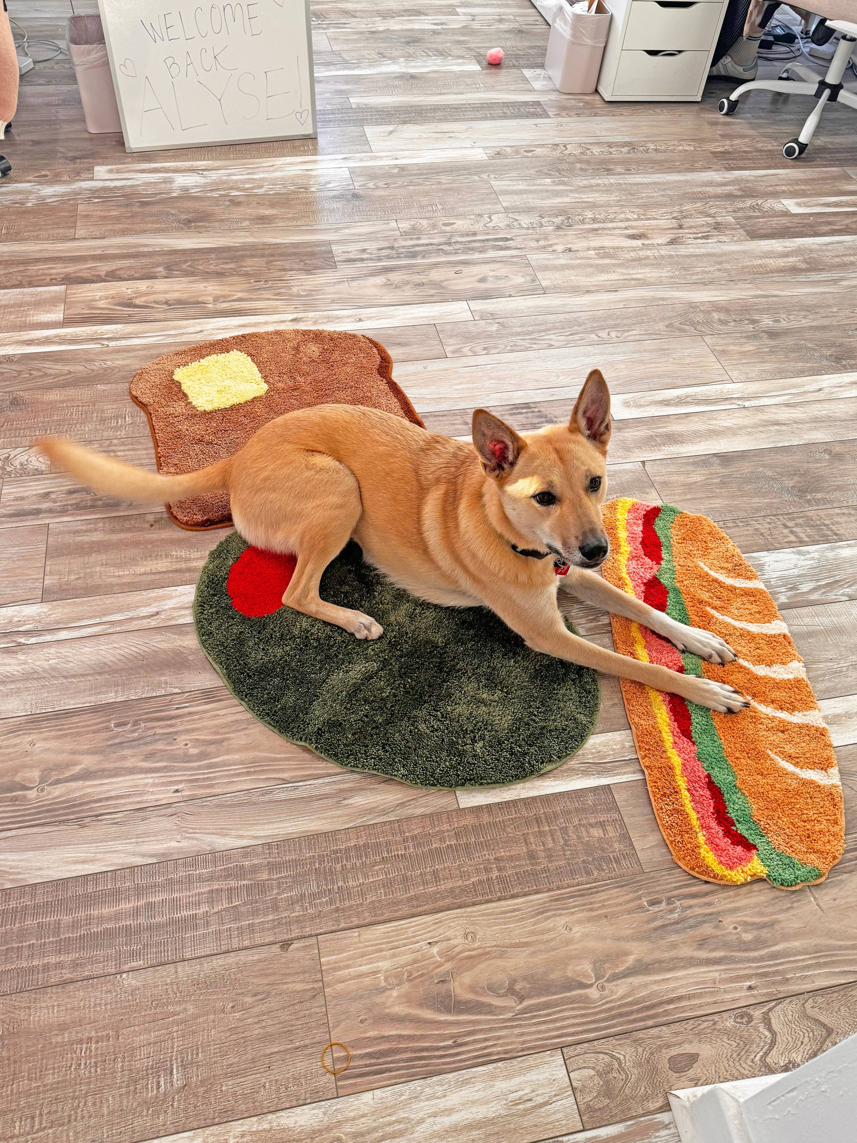 Dog playing with a toy shaped like a slice of bread on a wooden floor.
