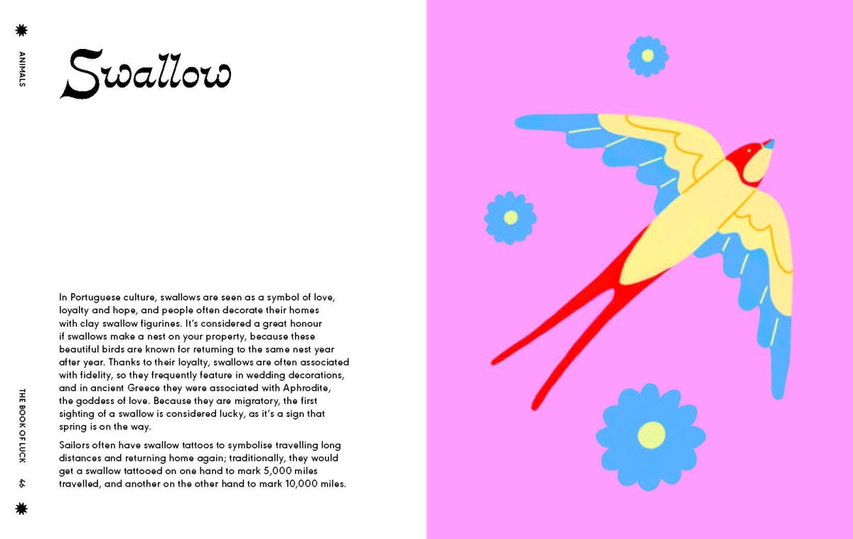 Illustration of a swallow on a pink background with text about the bird.